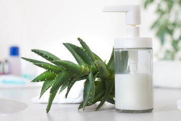 Zielona świeża roślina aloes stoi przy pojemniku z białym płynem. Salon kosmetyczny.
