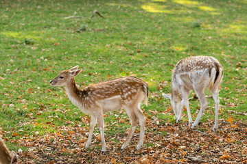 Zeist, Utrecht/The Netherlands - October 21 2018: Small pack of young deer grazing