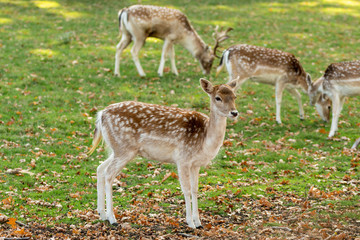Zeist, Utrecht/The Netherlands - October 21 2018: Deer looking around and guarding the pack