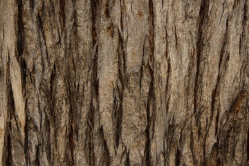 tree bark struchture