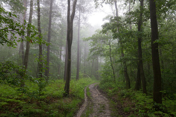Naklejka premium Wet trail 2