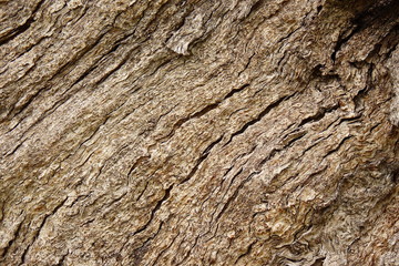 tree bark struchture