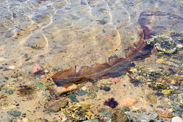 Sea kale (sugary kelp, Laminaria saccharina) floats in the water of the White Sea