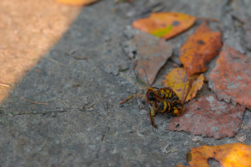 wasps on stone