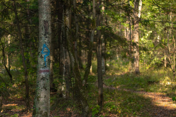 Obraz premium drzewa w lesie