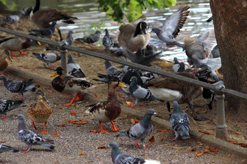 Obraz premium Stadt Vögel