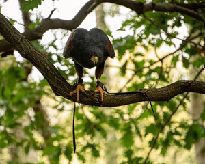 Harris Hawk in captivity