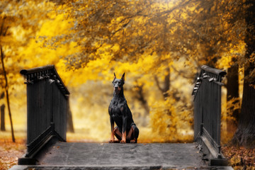 doberman sits on a bridge in autumn park - obrazy, fototapety, plakaty
