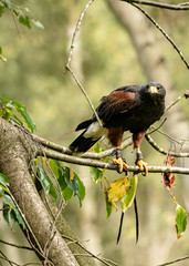 Harris Hawk in captivity