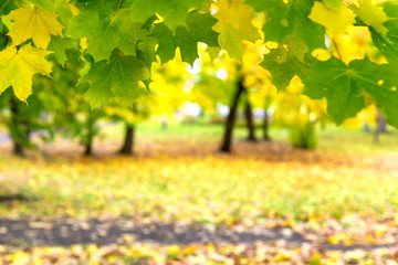 Maple foliage frame in sunny autumn park