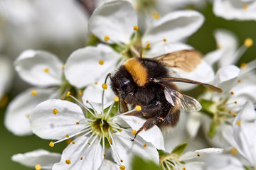 bumblebee on blossoming apple trees