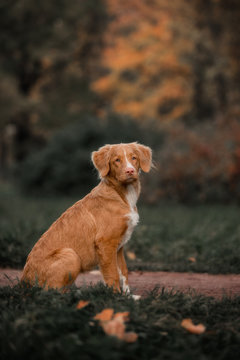 Tolling Red Retriever Sits On A Meadow