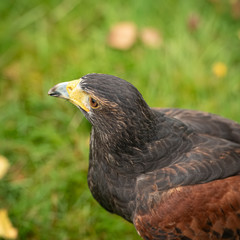 Harris Hawk in captivity