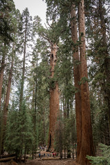 General Sherman Baum im Sequia Nationalpark in Kalifornien, USA