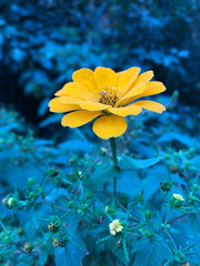Fototapeta na wymiar 黄色のジニアの花（ヒャクニチソウ）