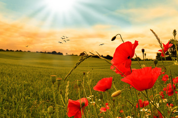 Fototapeta premium Makowe maki z zachodem słońca i ptaków