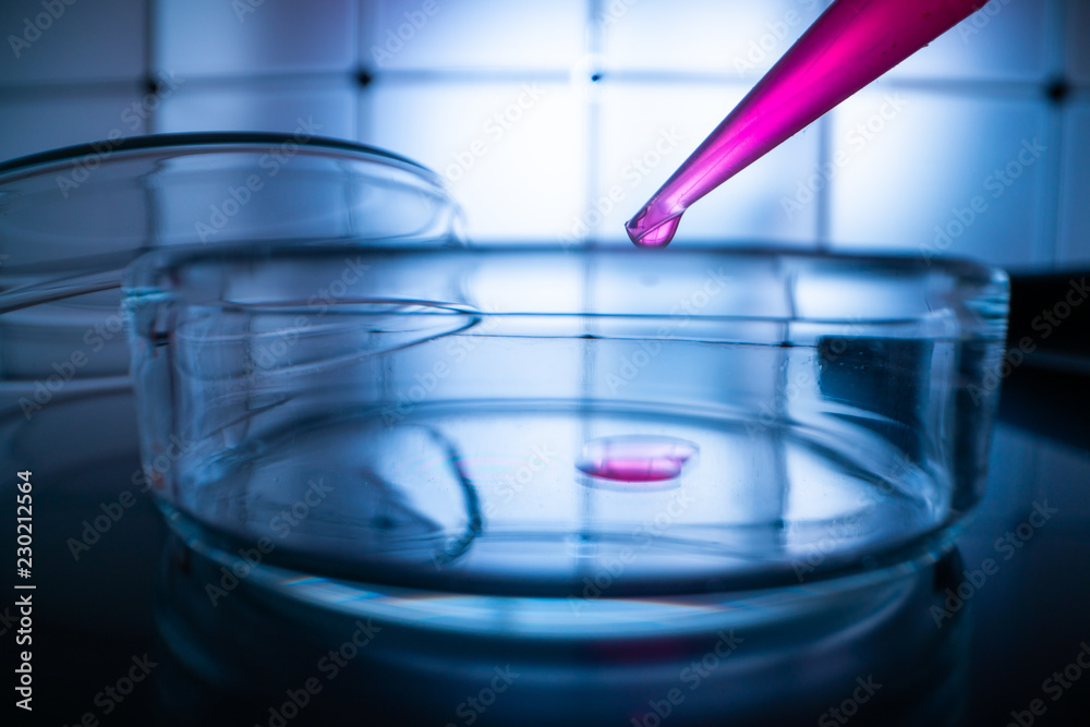 Poster Glass Petri dishes with blood samples in the laboratory