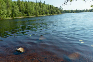 Forest lake and vegetation on Anzersky Island, Arkhangelsk Region, Russia