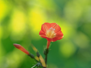 野生化した丸葉縷紅