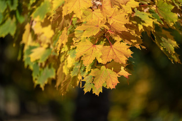 Yellow maple leaves in autumn park