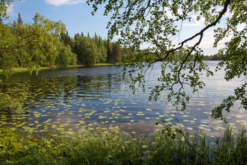 Fototapeta na wymiar Forest lake and vegetation on Anzersky Island, Arkhangelsk Region, Russia