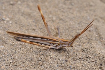 Acrida ungarica - species of grasshopper found in southern and central Europe. Known as the cone-headed grasshopper, nosed grasshopper, or Mediterranean slant-faced grasshopper