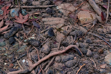 Pine cones, rocks and tree branches in the river water