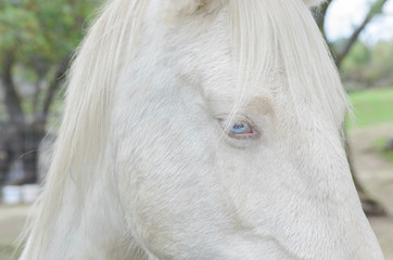 Equus ferus caballus. Detail of white horse (albino) with beautiful blue eyes (Heterochromia and...