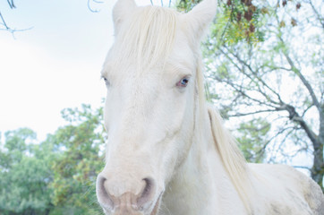 Equus ferus caballus. White horse (albino) with blue eyes (Heterochromia and horizontal pupil) and beautiful hair, is looking at the camera. Friendly look. Overcast day. Natural scene. Farming.