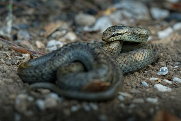 Smooth Snake - Coronella austriaca non-venomous colubrid species found in northern and central Europe