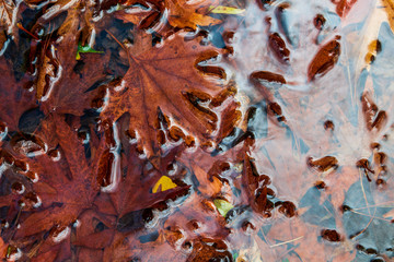 Rotten autumn leaves