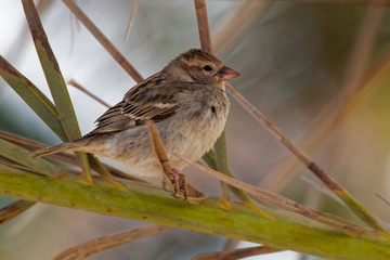 Spanish Sparrow - Passer hispaniolensis or willow sparrow female