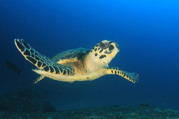 Fototapeta premium Hawksbill Sea Turtle 