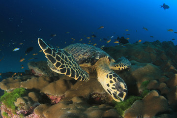 Fototapeta na wymiar Hawksbill Sea Turtle 
