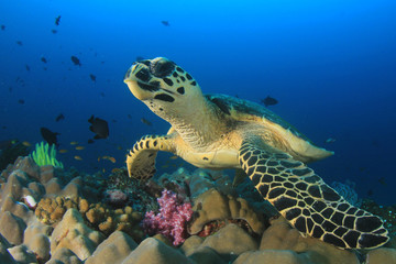 Fototapeta na wymiar Hawksbill Sea Turtle 