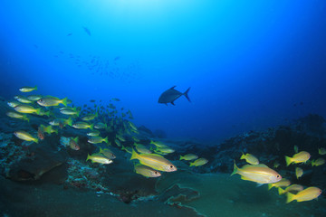 Naklejka premium Fish on underwater coral reef 
