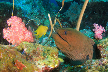 Giant Moray Eel 