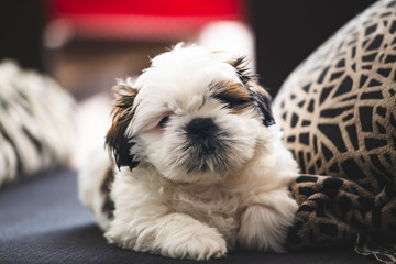 Small pure breed Shi Tzu puppy