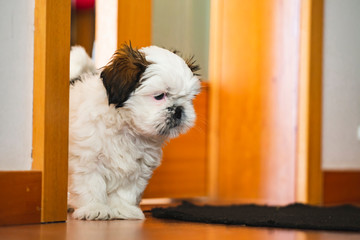 Small pure breed Shi Tzu puppy 