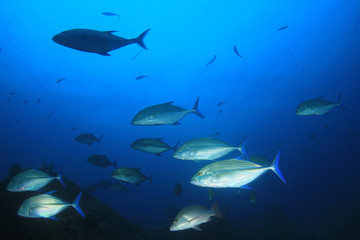 School of trevally (jack) fish