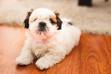 Small pure breed Shi Tzu puppy.