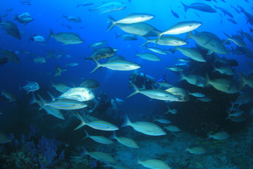 Scuba diving on coral reef underwater   