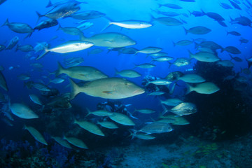 Fototapeta na wymiar Scuba diving on coral reef underwater 