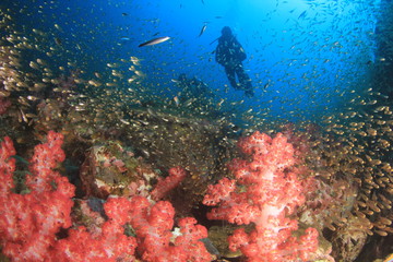 Naklejka na ściany i meble Scuba diving on coral reef underwater 