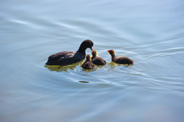 Duck with ducklings in a pond