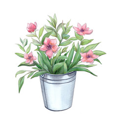 pink flowers bouquet in  aluminum bucket, watercolor and pencil glaphics, hand drawn isolated illustration