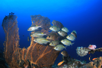 Plakat Fish on underwater coral reef 