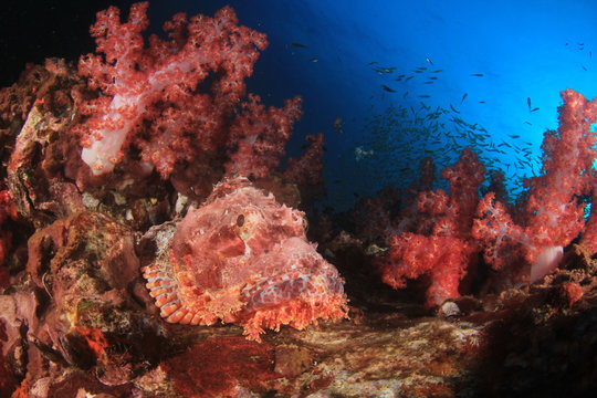 Scorpionfish fish on coral reef   
