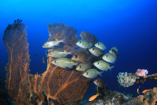 Fototapeta Fish on underwater coral reef 
