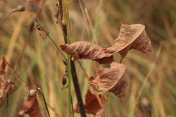 秋天 地区莫斯科。     